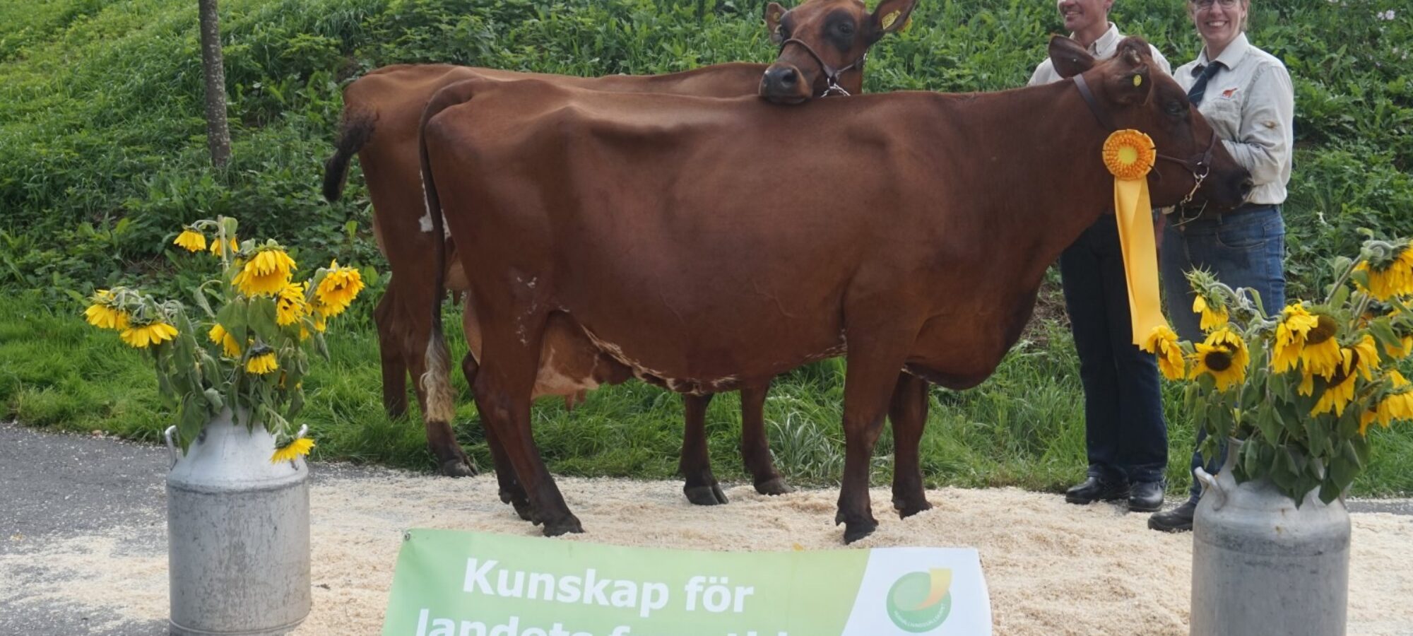 Klas and Anja Johansson at their local show, Cow in front has had 7 calves and the Heifer behind is the result of Klas & Anja purchasing embryo's in 2015 at the Conference sale from Heydale Dream Bronara.