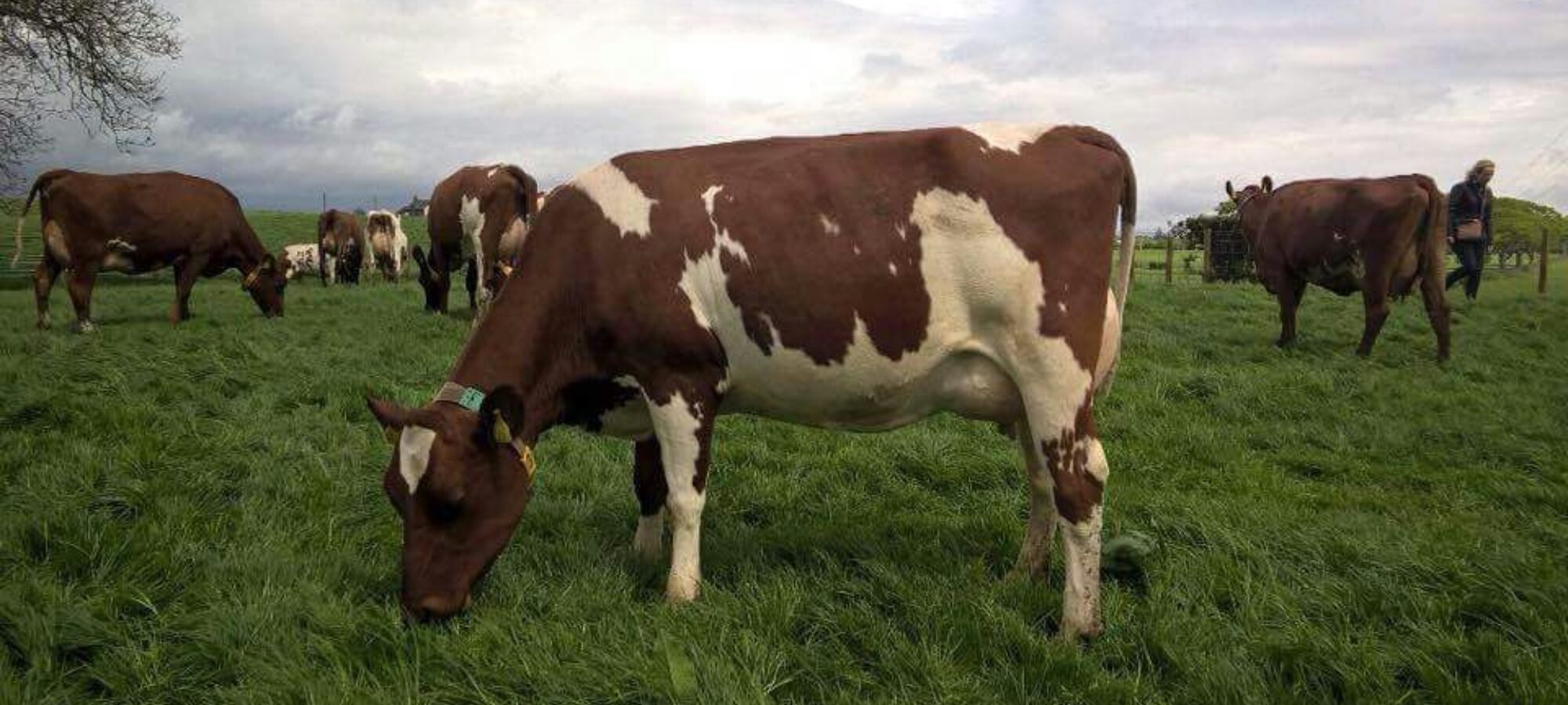 Daughter of Rosehill Manderville