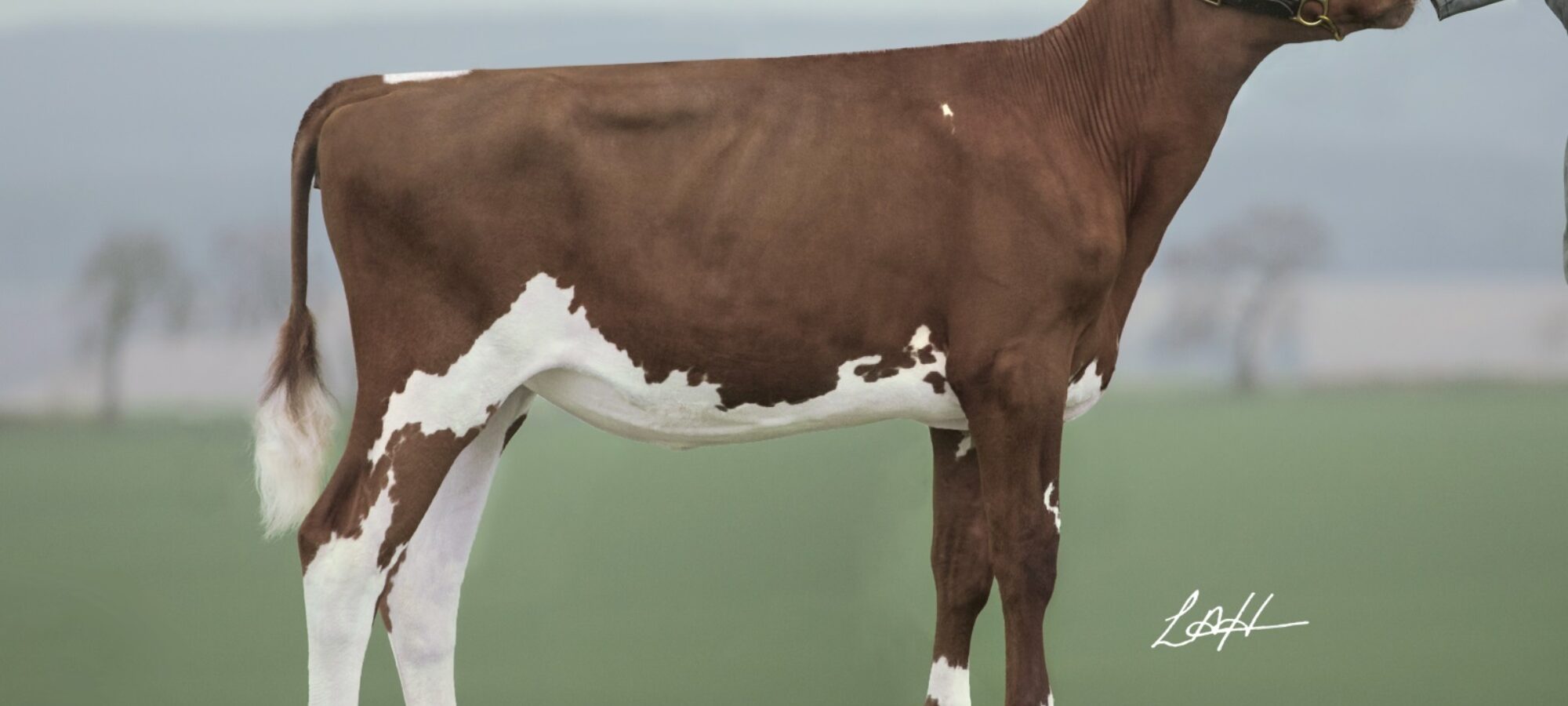 Swaites Dilly 12 - Daughter of Ravenhill Victory and a maternal sisiter to Swaites Dermott