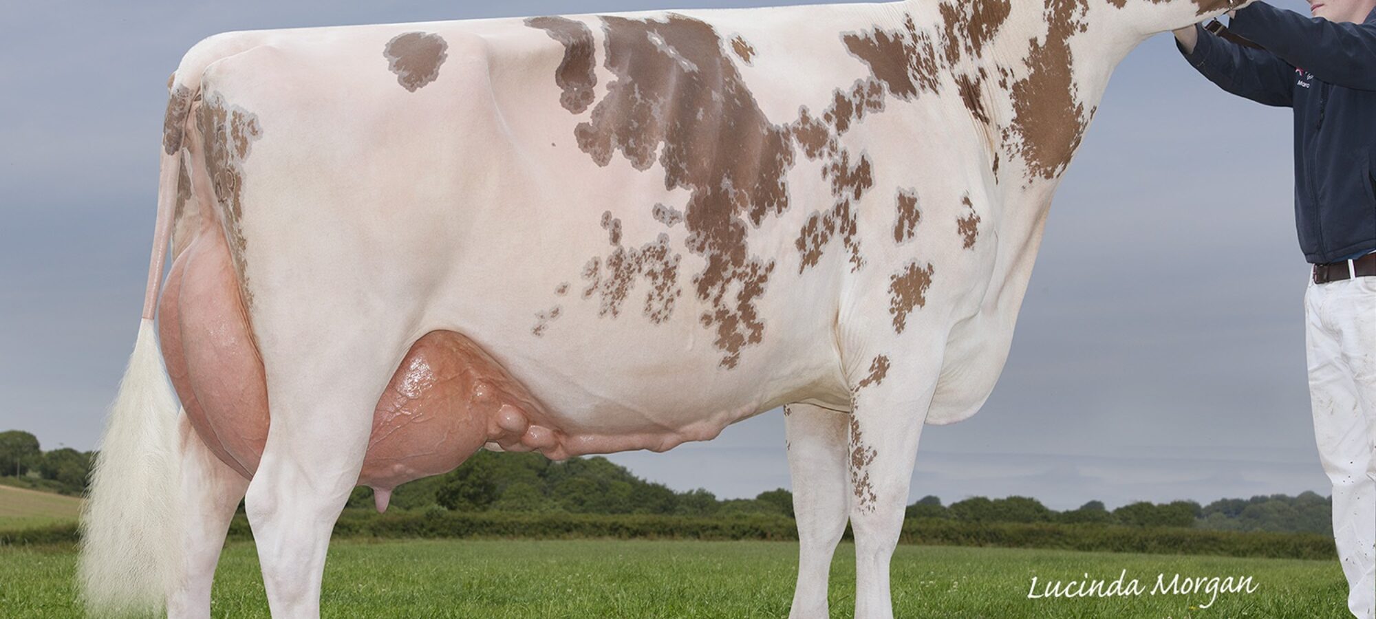 Breed Champion - Sandyford Mayflower 14