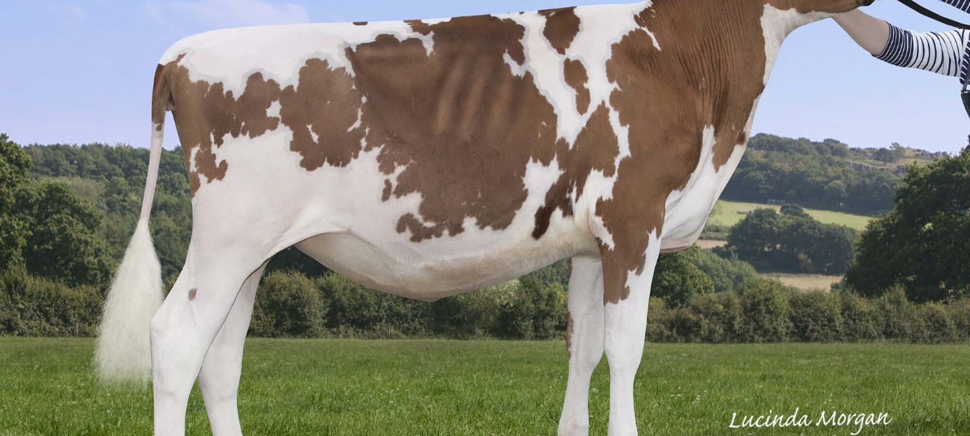 Sandyford Supreme Able