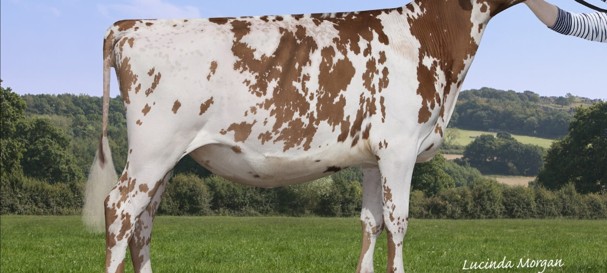 Sandyford Supreme Show Girl