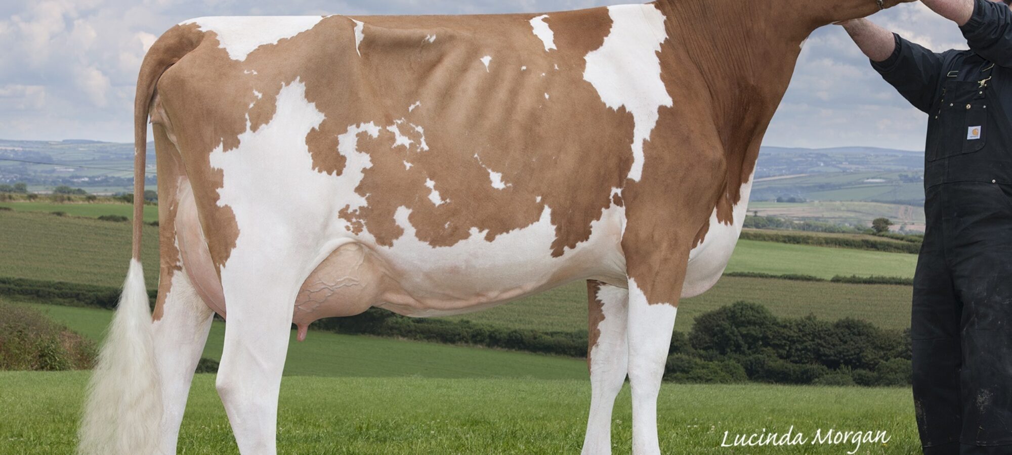 Daughter of Rosehill Real Mccoy the number 1 production sire at Cattle Services