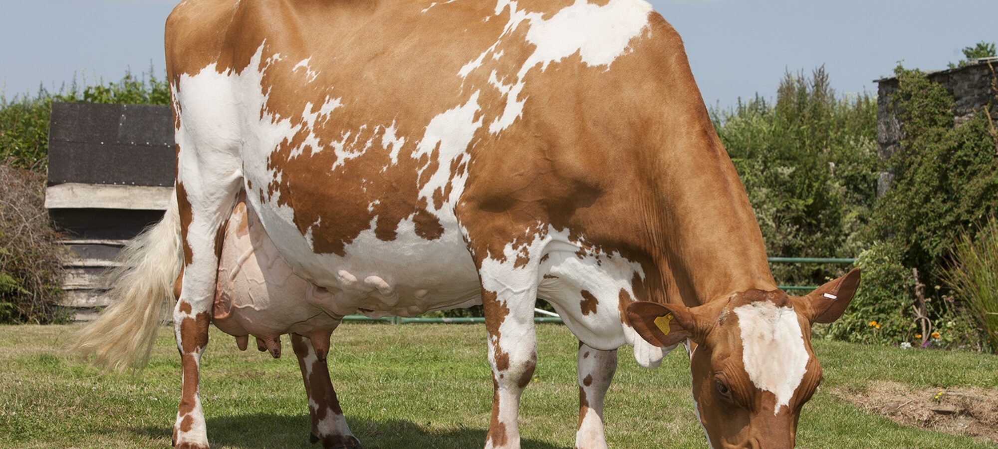 The Dam of Lyner oblique Focus - Lyner Fairystory 4 EX93