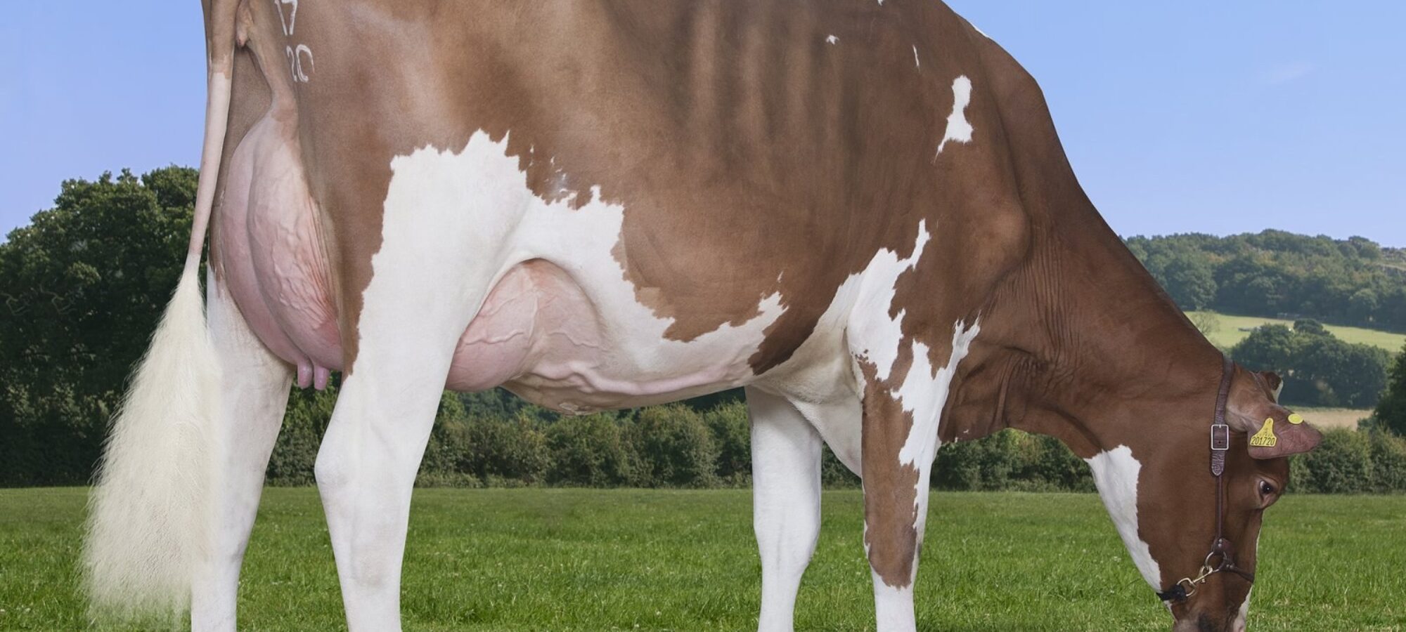 A new 89 point heifer - Allstar Triclo Joybell sired by Sandyford Triclo