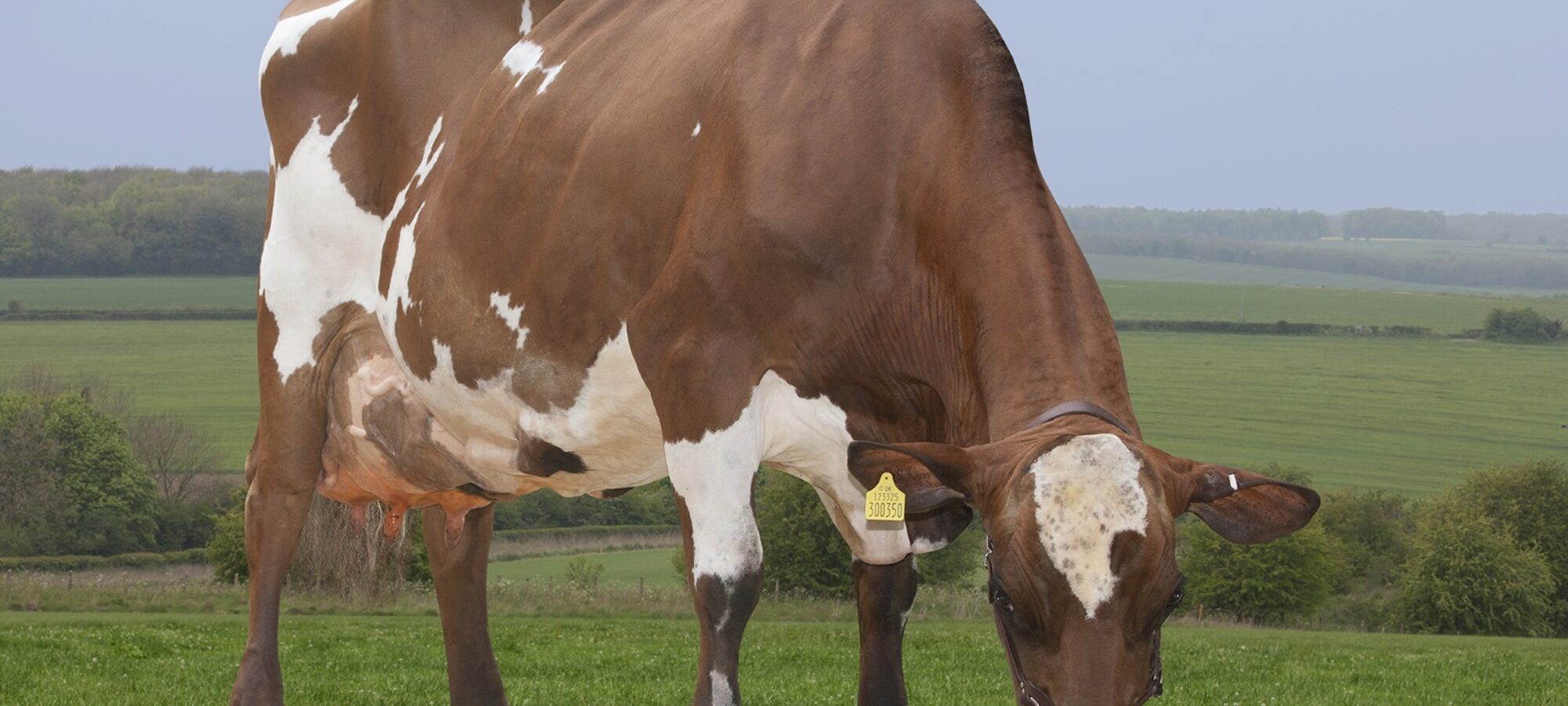 The dam of Biddesden Hector - Bailiffscourt Hortense 267 EX93 2E