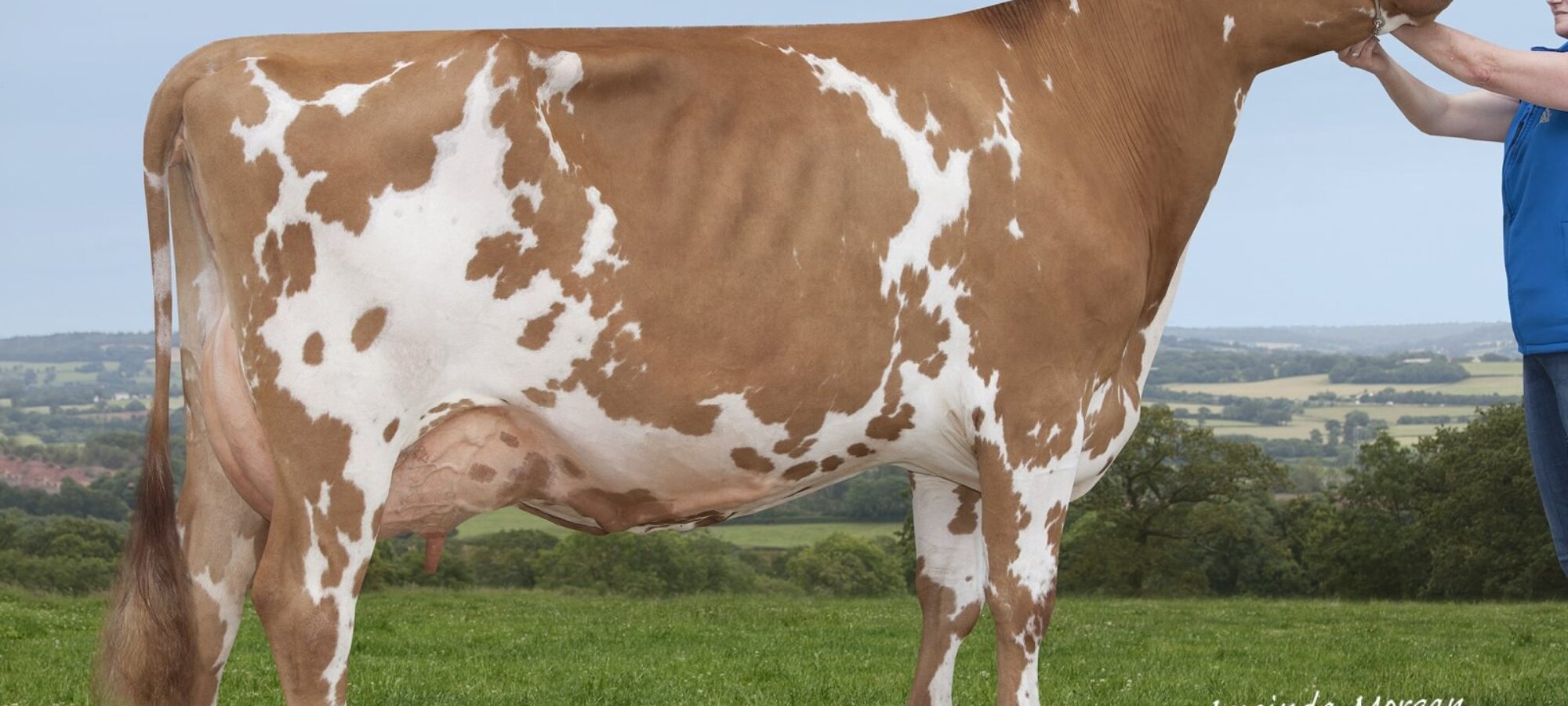 Bruchag Mccoy Marjorie - sired by Rosehill Real mccoy