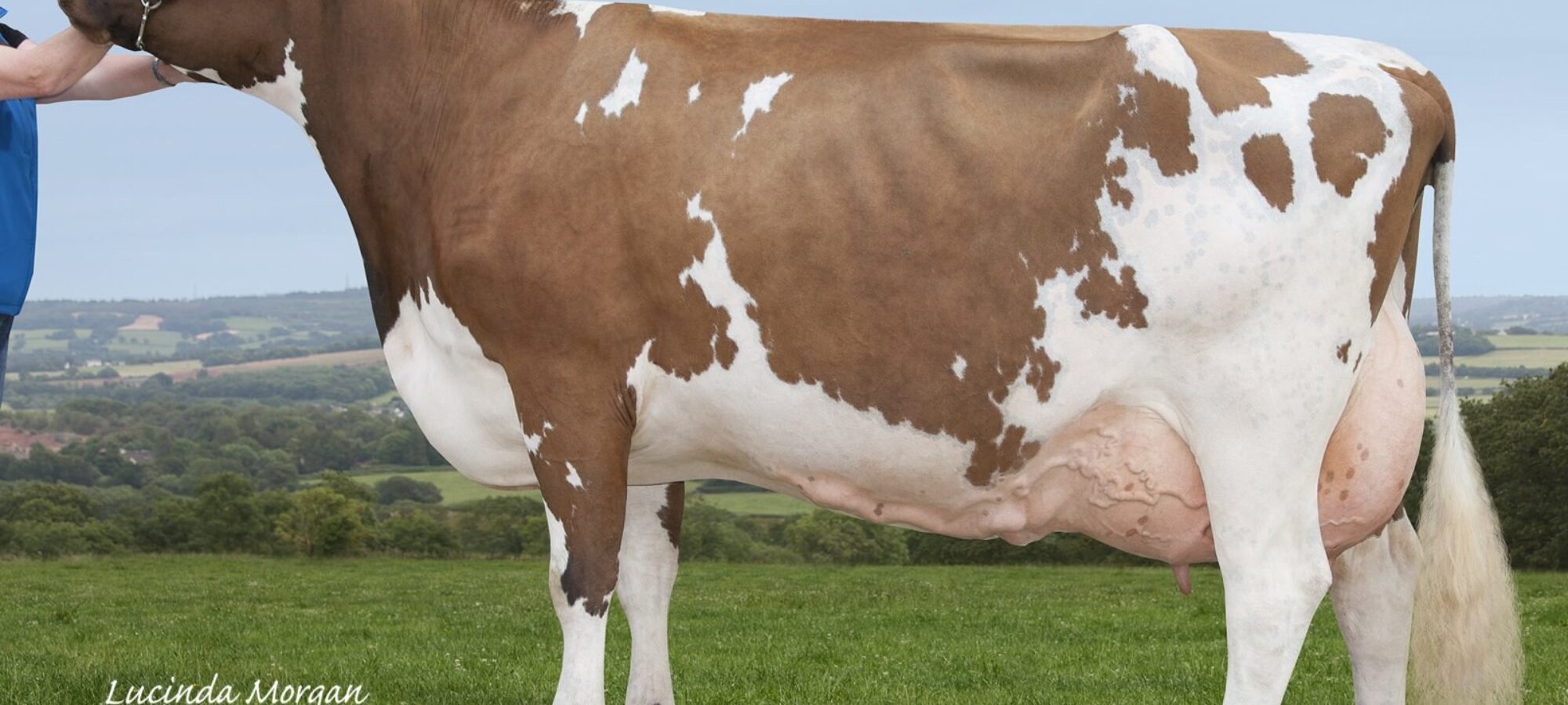 Butterbesley Obliques May - sired by Hilltown Oblique