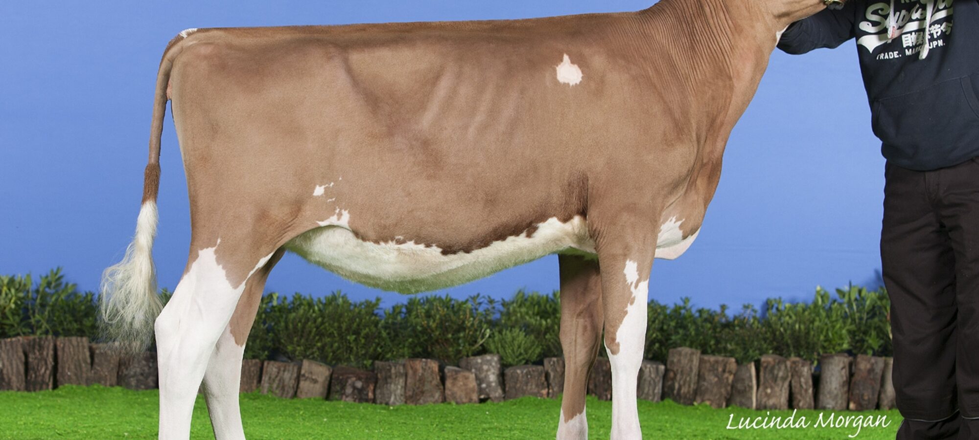 Gwynnog Buster Kate - Sired by Cuthill Towers Buster