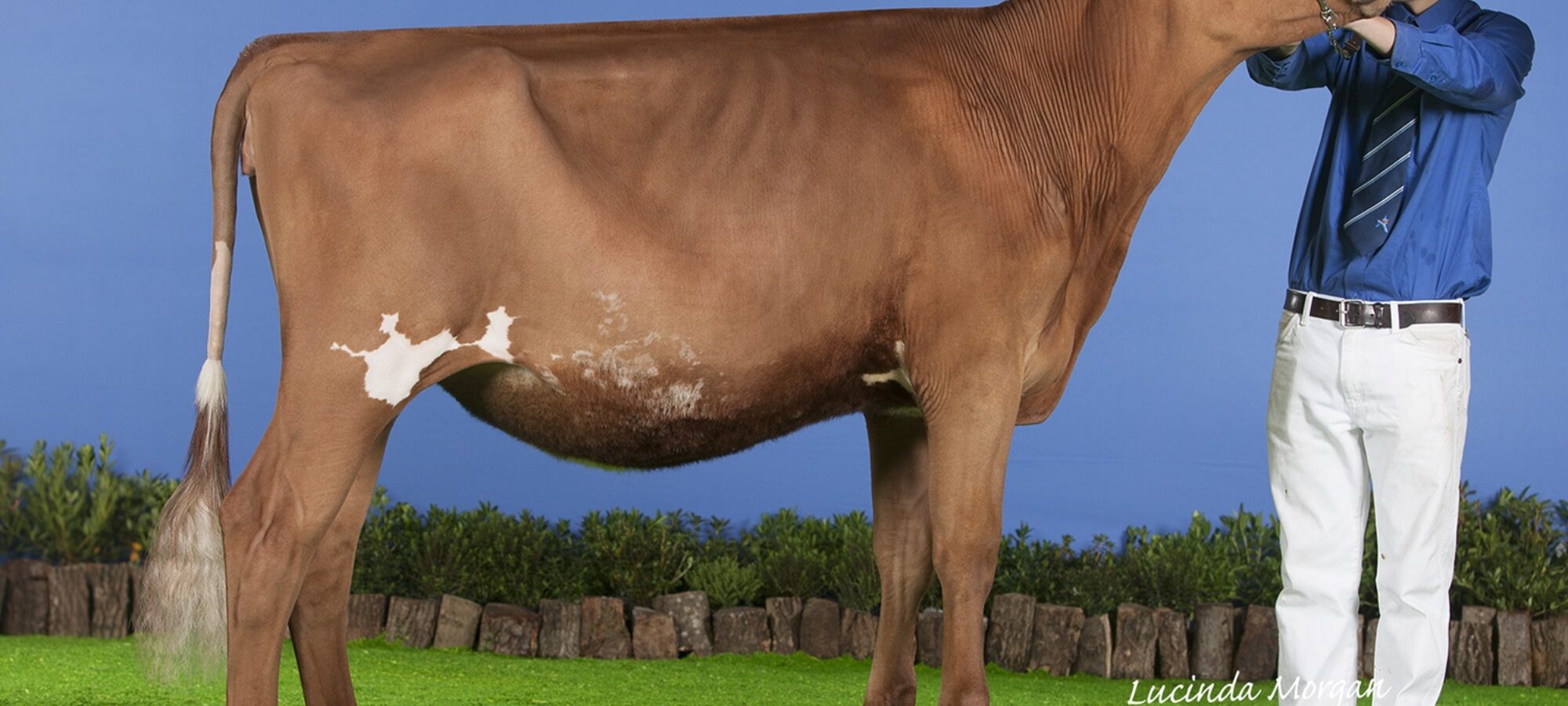 Champion, Sandyford Famed Clover