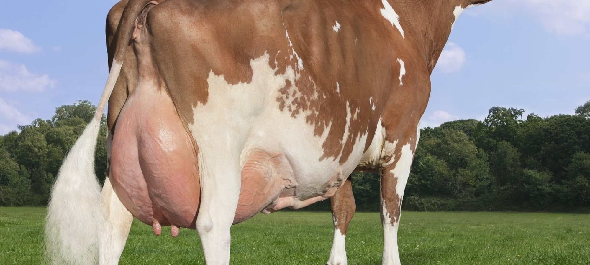 Hunnington Fragy 12 EX97 (7E)
