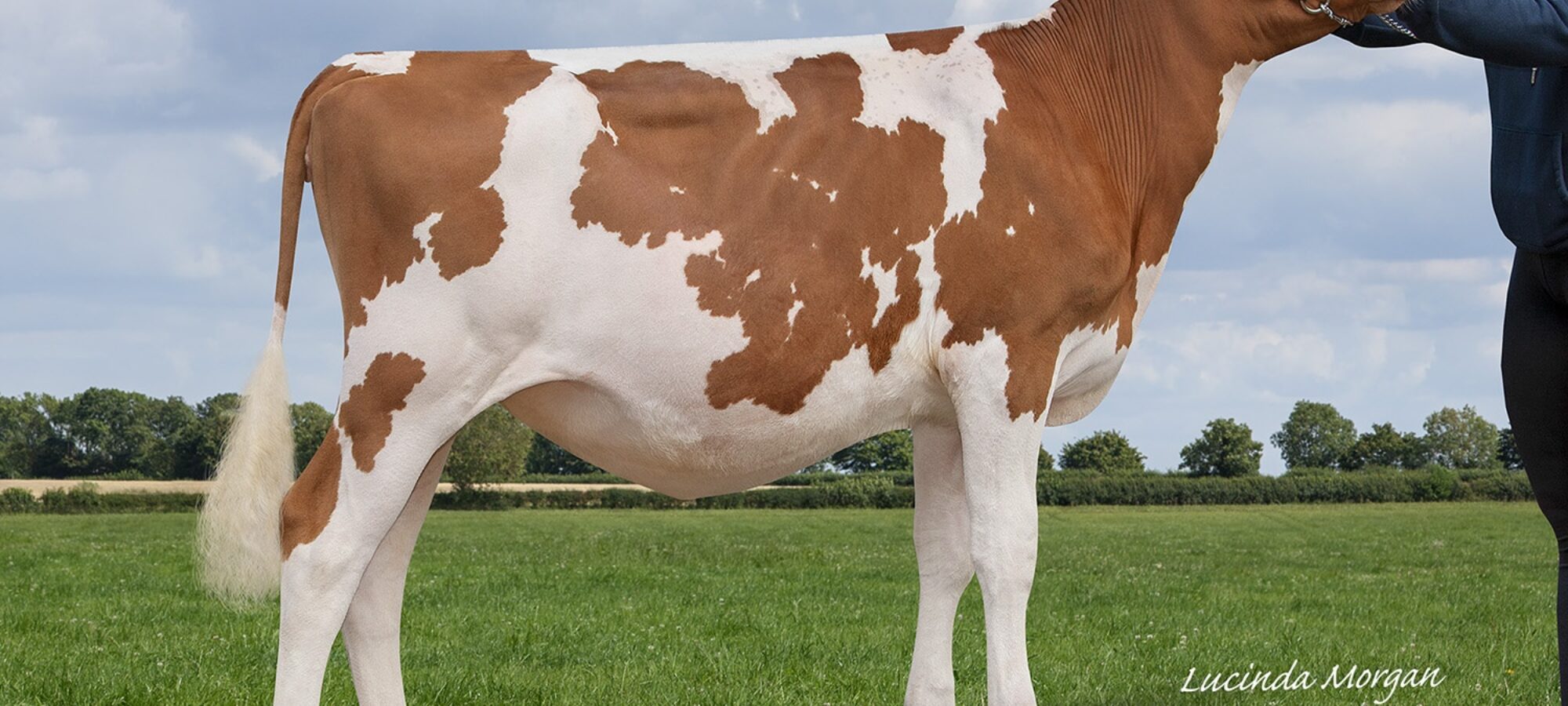 Daughter of Hunnington Famous - Blydale Famous Sea Lily