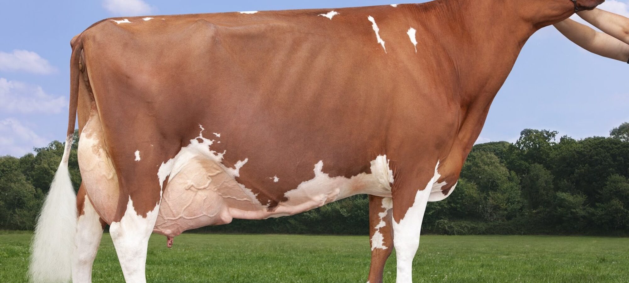 Champion Hunnington Fragy 16