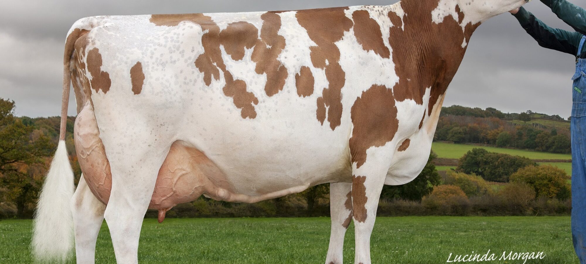 Sandyford Triclo Bella a daughter of Sandyford Triclo