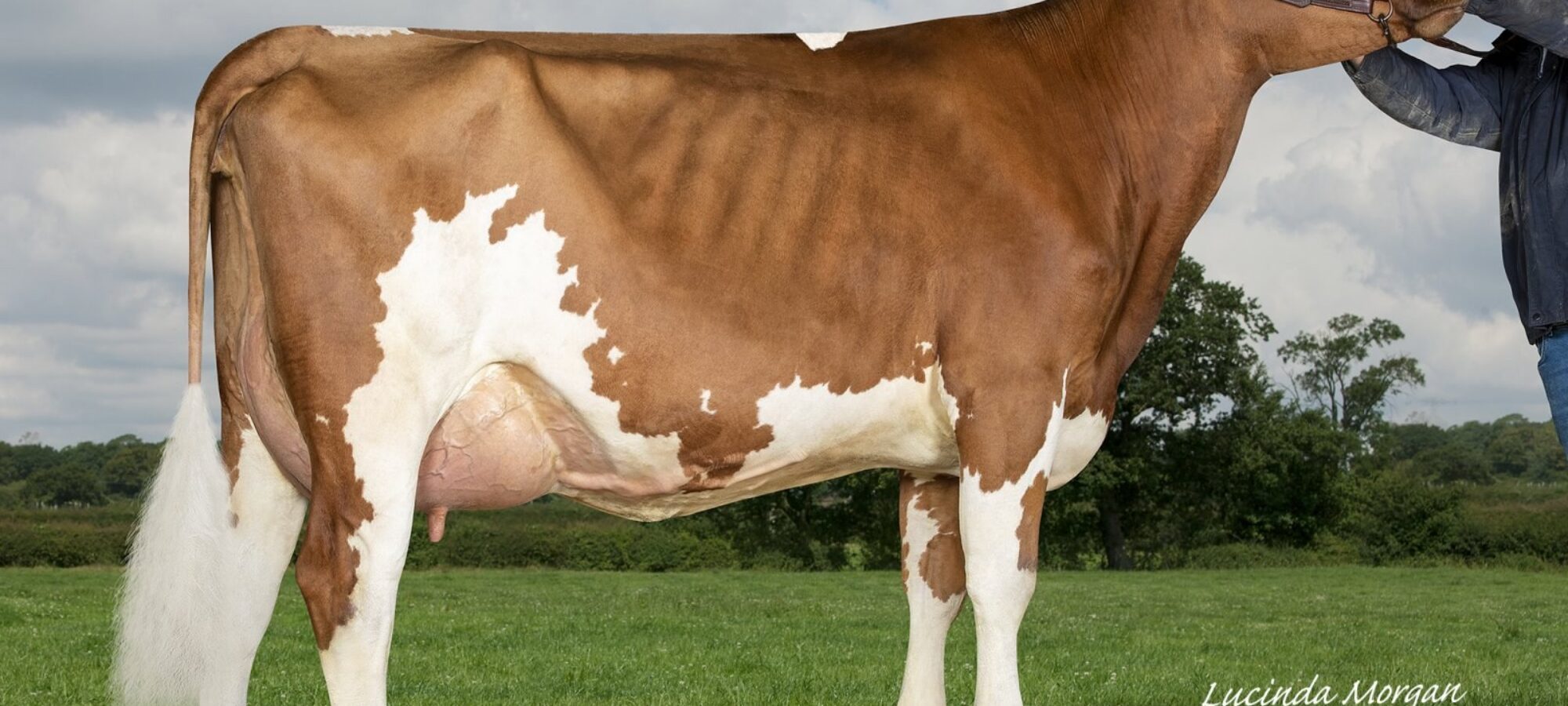Heydale Summer Time - Sired by Ravenhill Victory