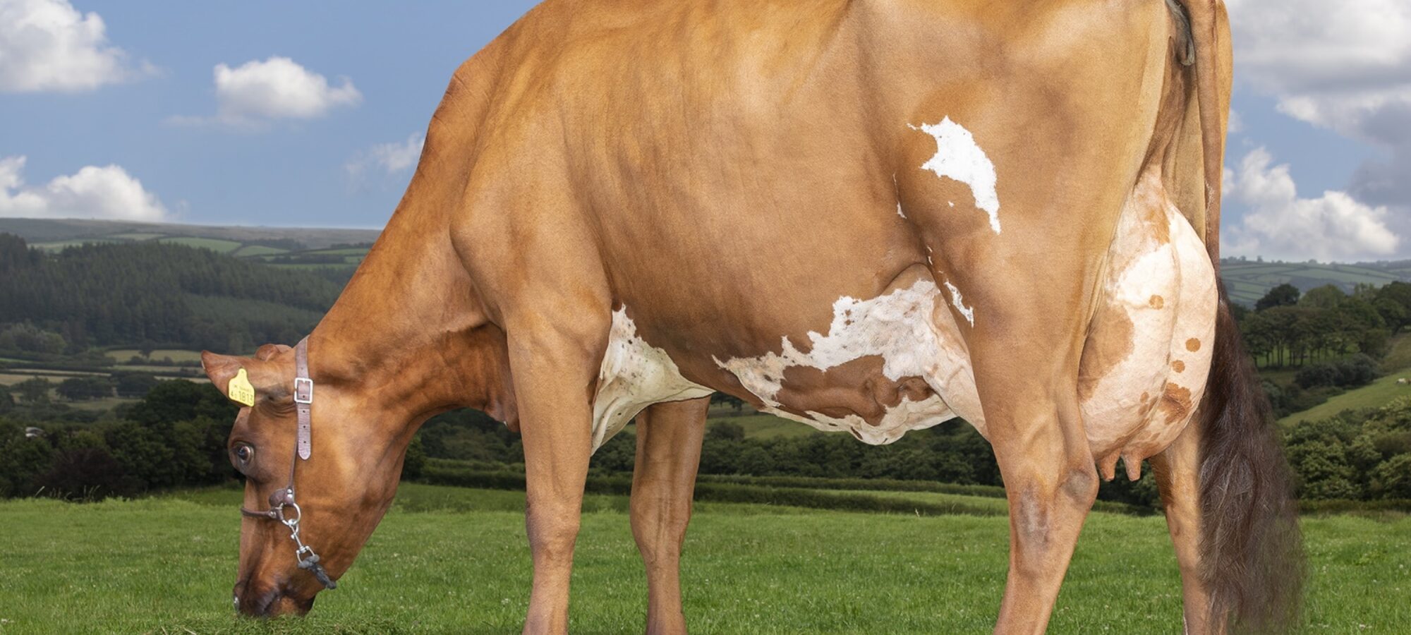 His dam Hilltown Violet 476 EX91