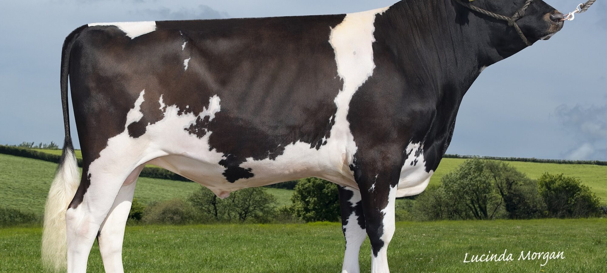 Swaites Deer Hunter - available for your breeding program in June.