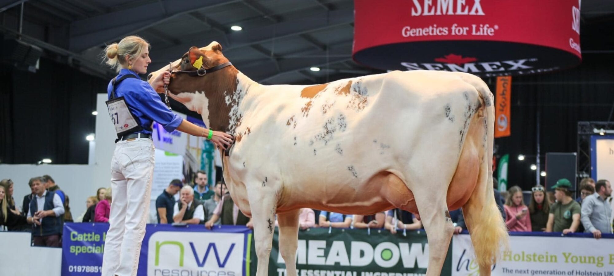 Longwood Willow Sandy Rose - sired by Heydale White Willow