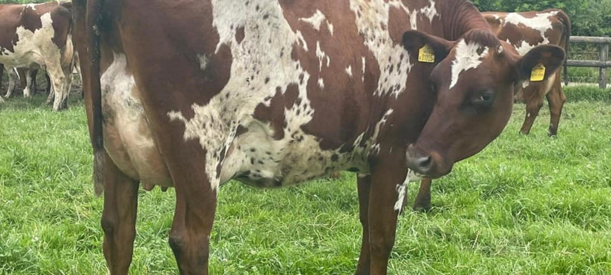 A daughter of Rosehill Manderville at Sunshine Ayrshires
