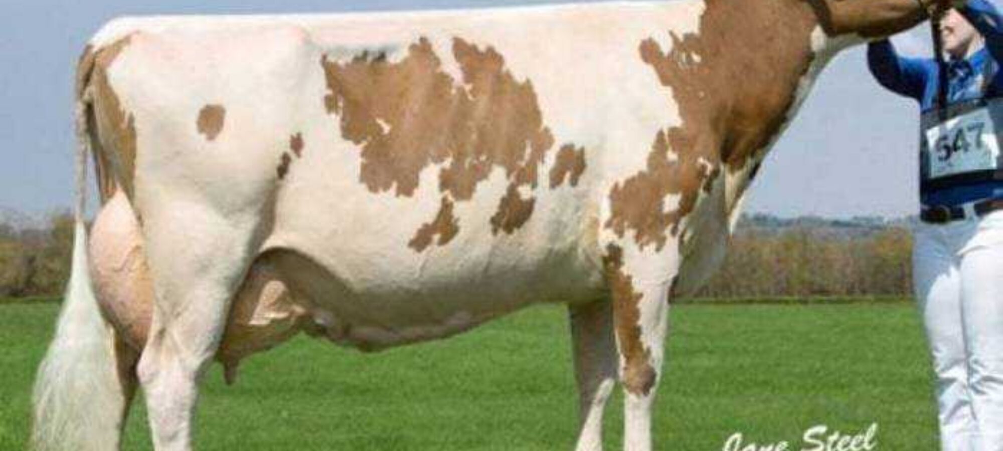 Marleycote Sea Lily 14 EX94 2E 5 Star Brood cow - Third Dam of Sea King