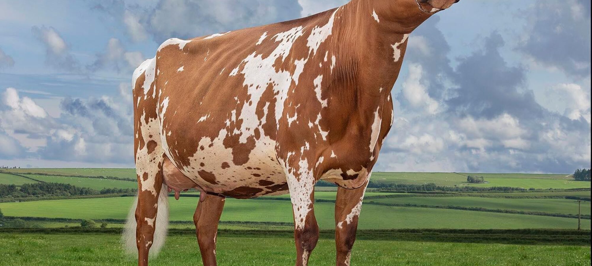 Marleycote Sea Lily 2 VG86 2yo the dam of Royal Flush Sea King