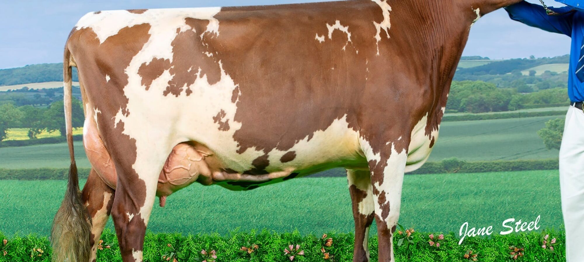 Maternal sister to Royal Flush Sea King - Marleycote Sea Lily 32 VG86 as a 2 year old.