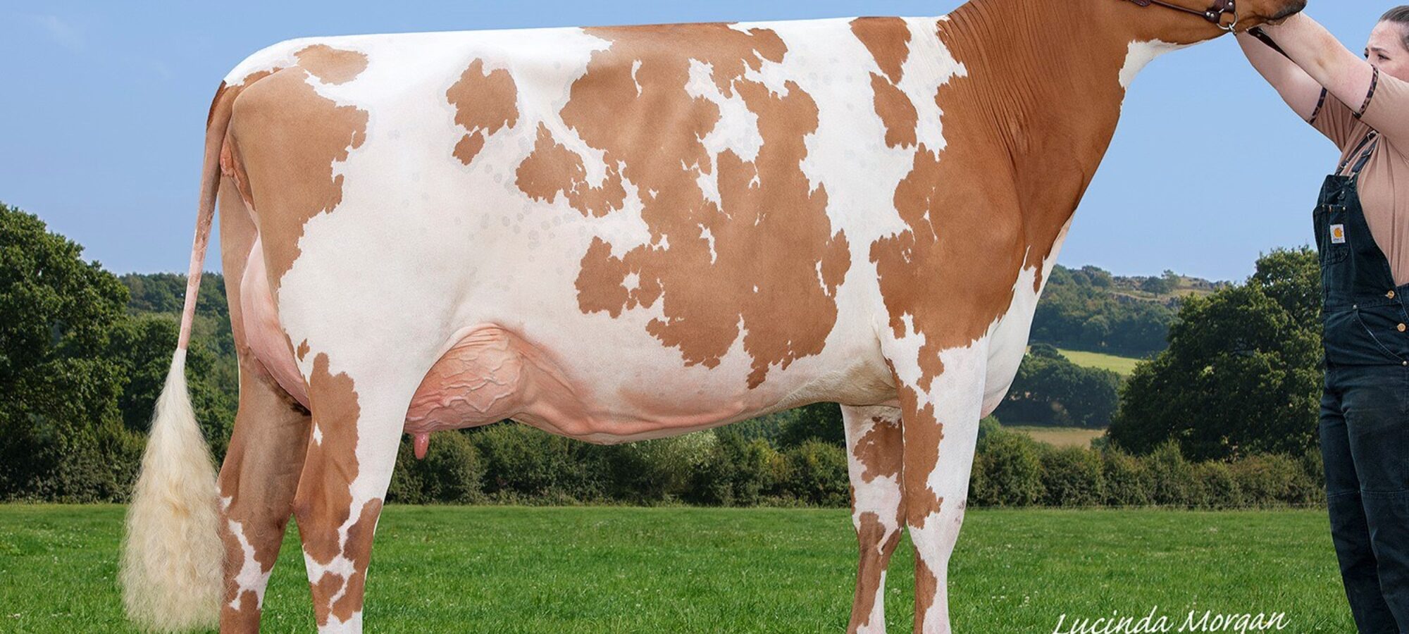 Champion Millford Maple Lark