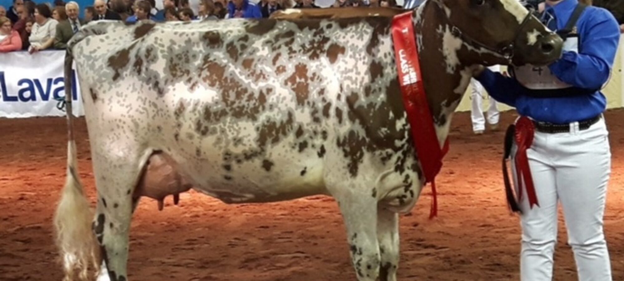 Millford Vital Mayflower - 1st place senior 2 Year Old at The National Ayrshire Show