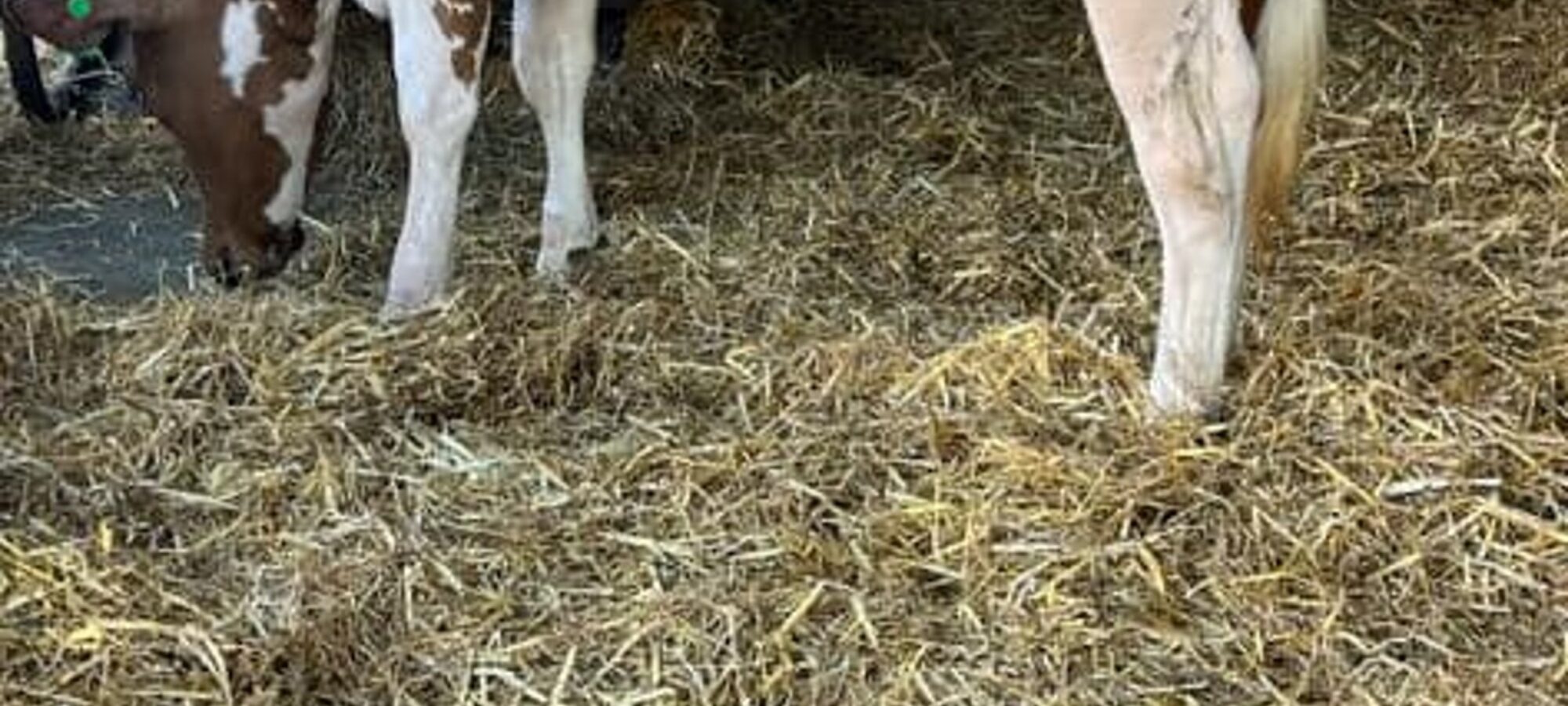 Brieryside Miss Donald, top price at the Brieryside sale.