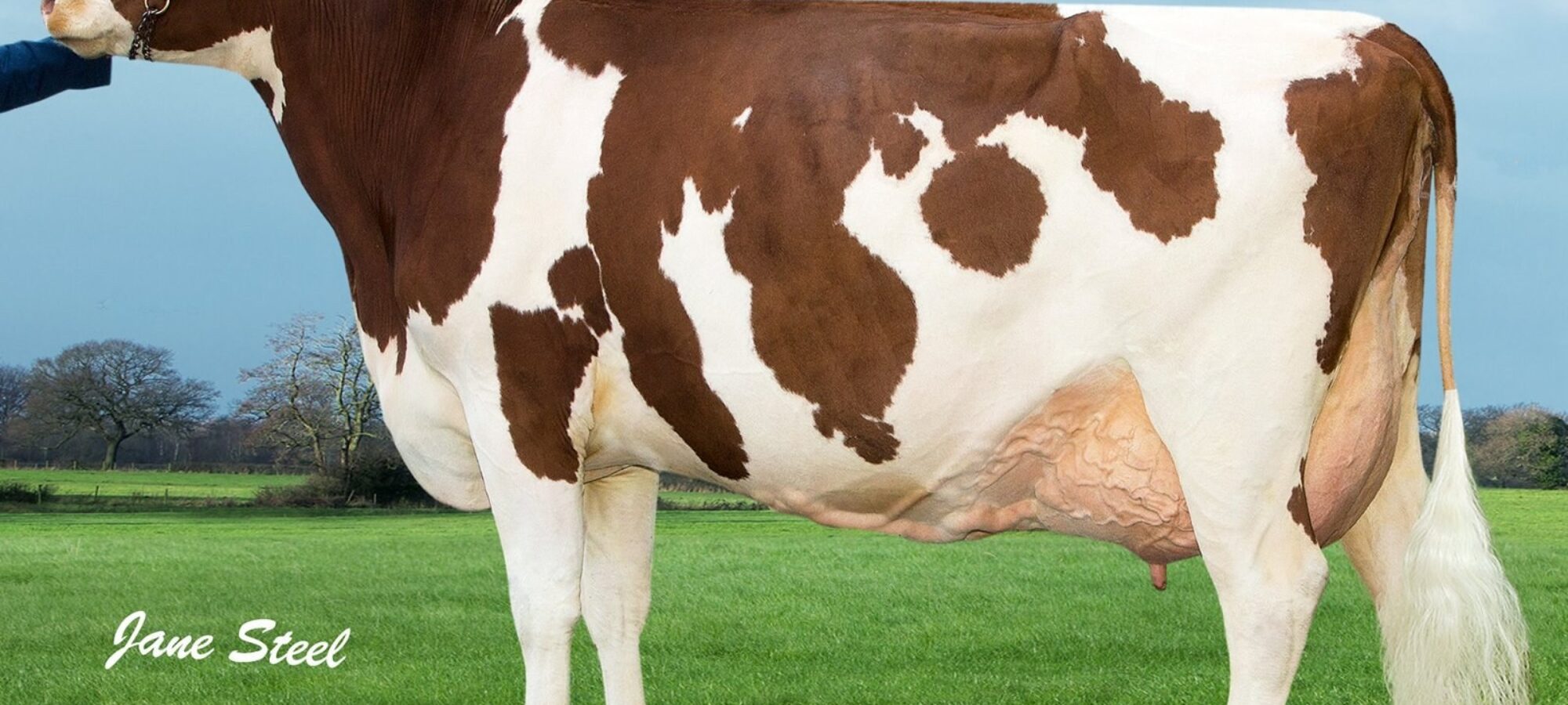 West Mossgiel Miss Modern 28 EX91 Lot 3