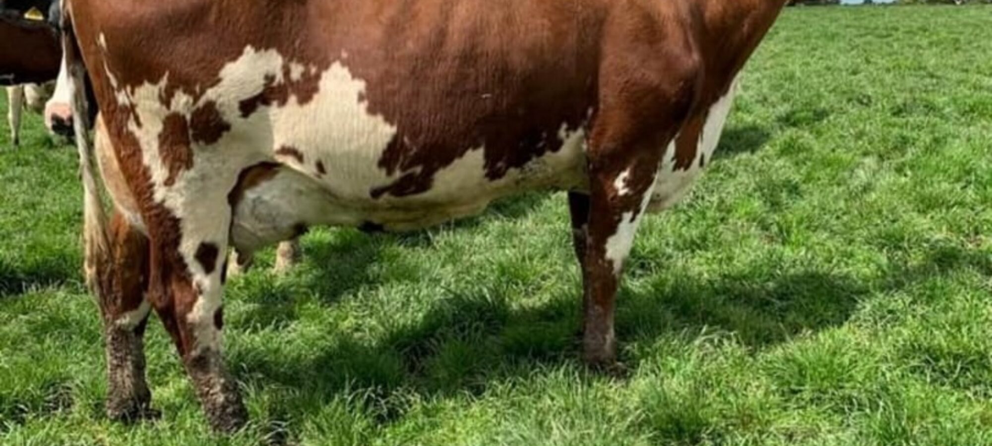 A Hilltown Oblique daughter in the Moathouse herd