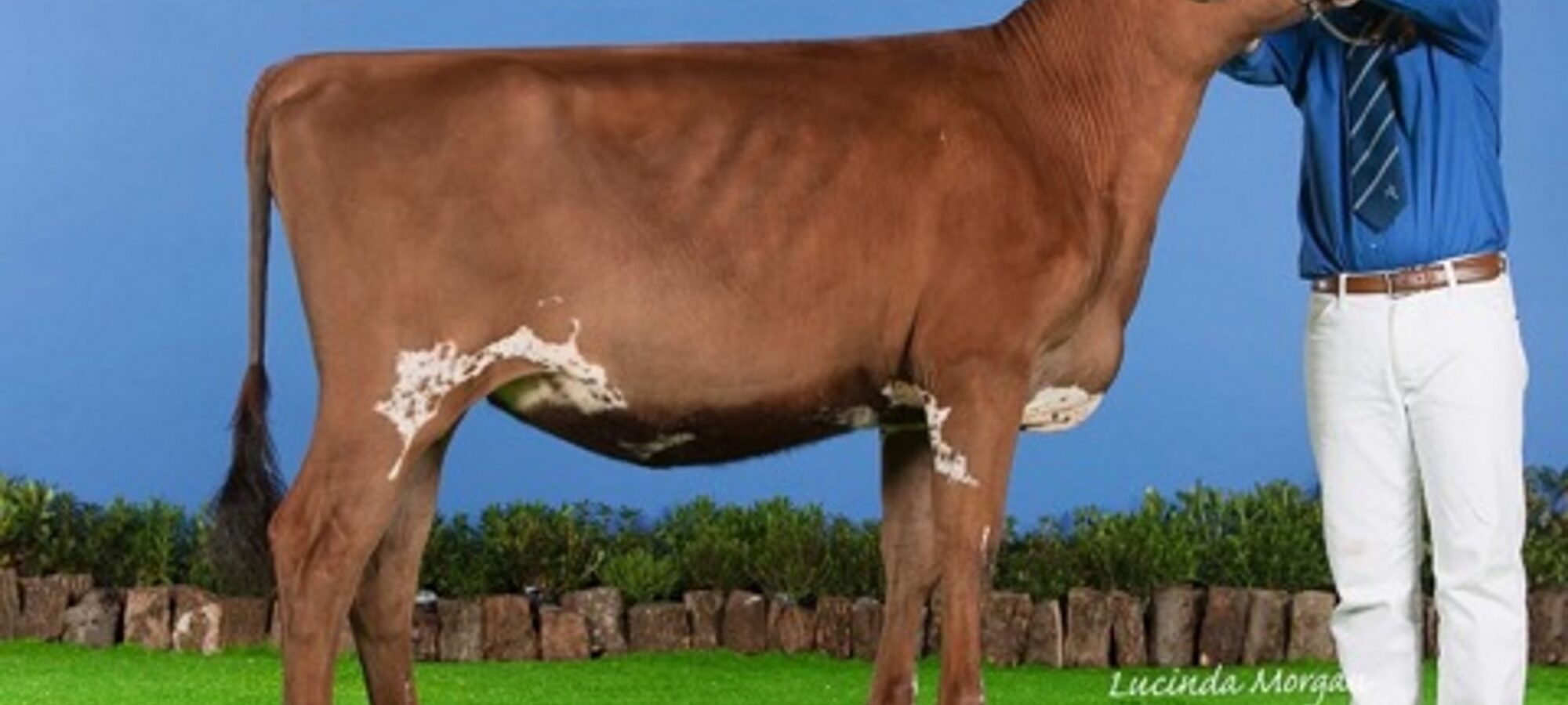 Moathouse Skyfall Kiss - Sired by Troutbeck Skyfall