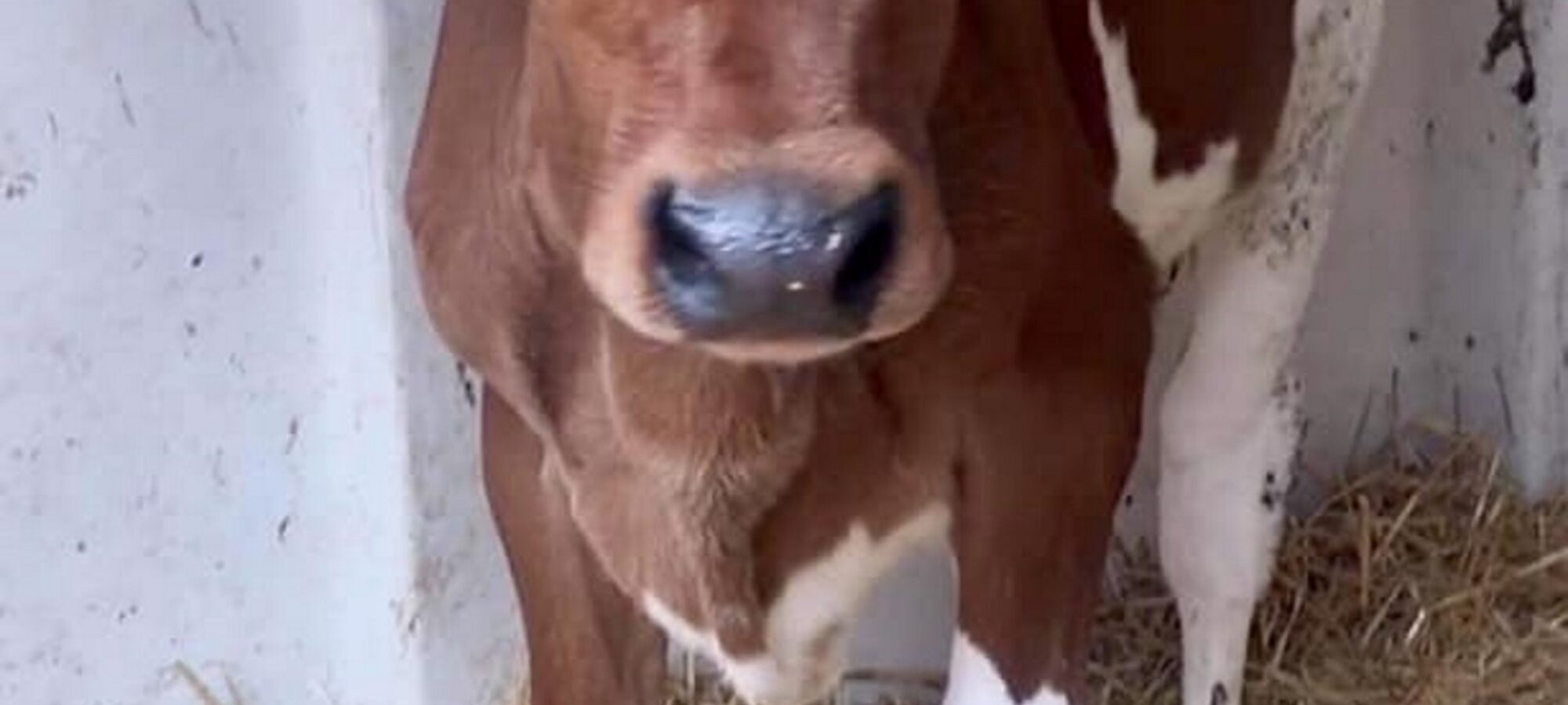 Sired by Moathouse Monopoly