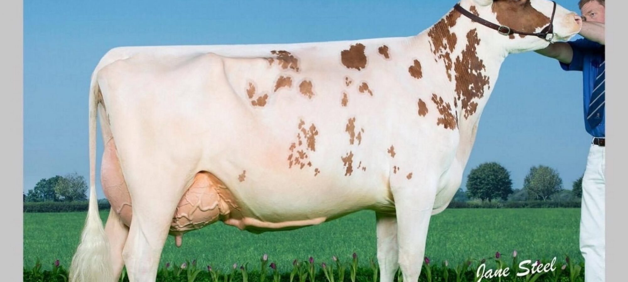 UK Dairy Expo Champion 2024 - Morwick Peggy 126