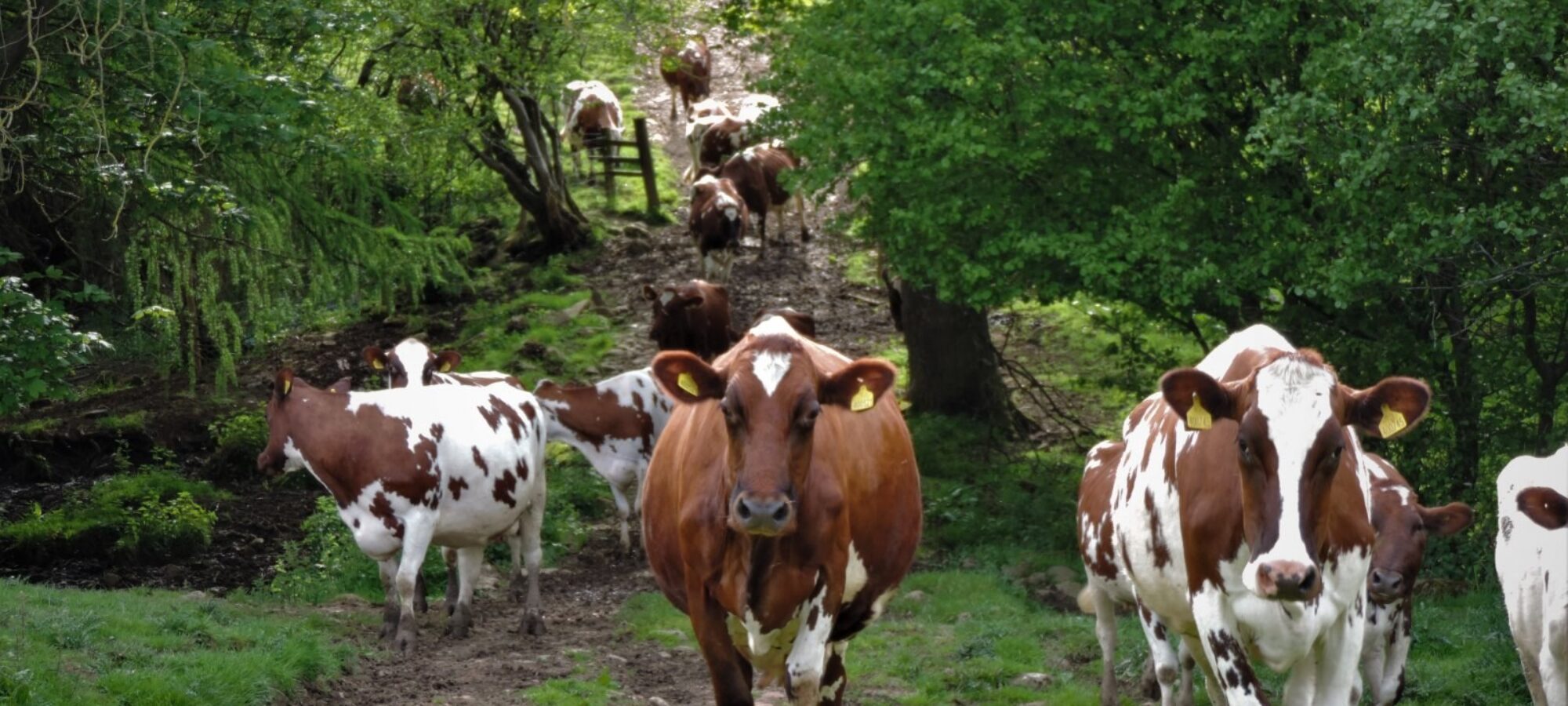 I like the way you Mooove!!