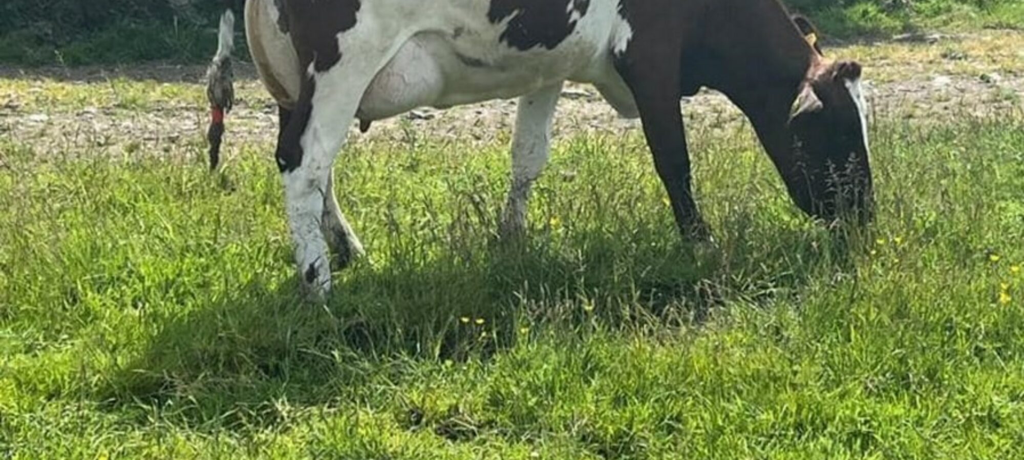 Sired by Whitecroft Nectar
