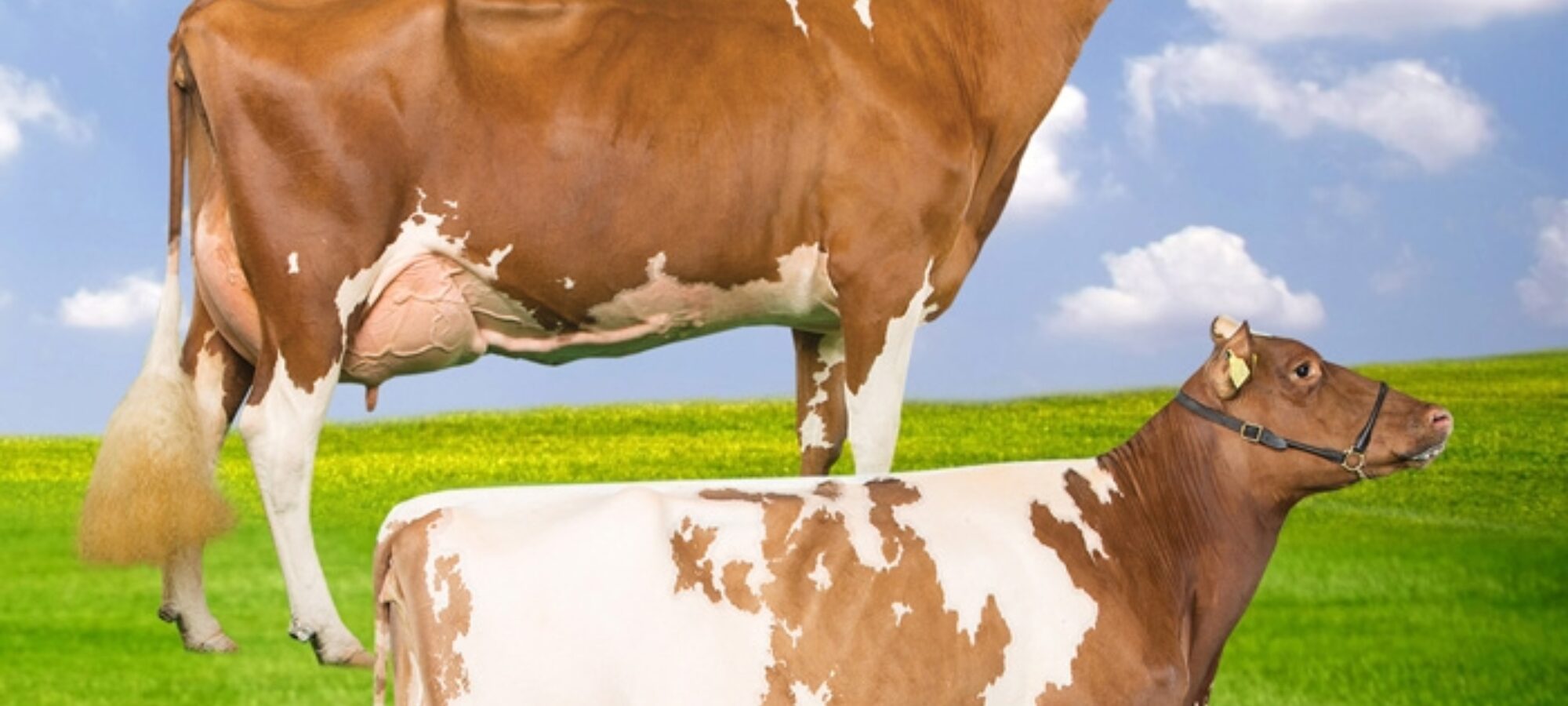 Cattle Services (Ayr) Latest Catalogue