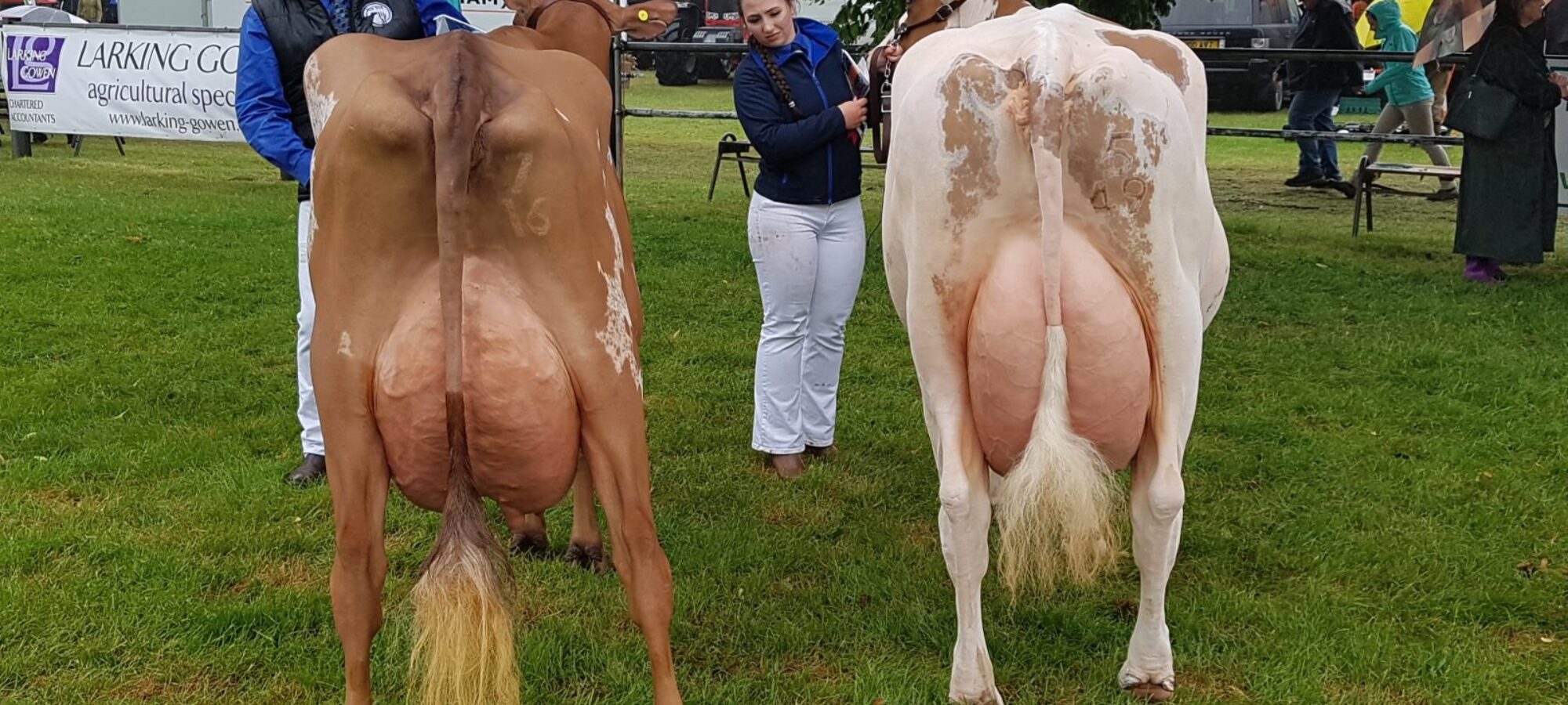 Right - Sandyford Mayflower 14 Breed Champion - Left Sandyford Burdette Penelope Reserve Champion