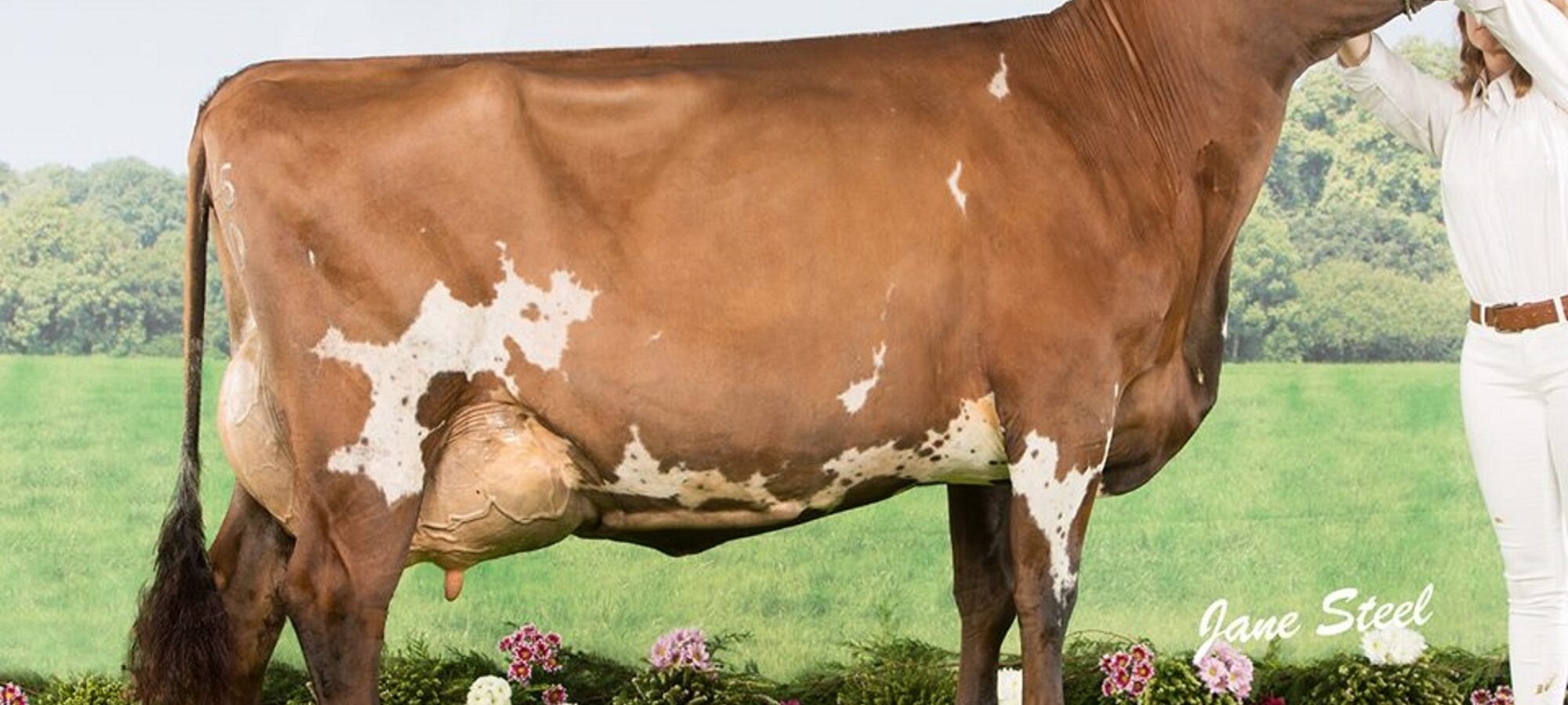 Oakfield Gigi 7 EX95