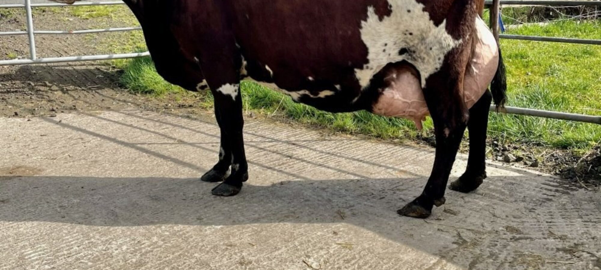 Supreme Champion Oakfield Gigi 7 EX95 4E