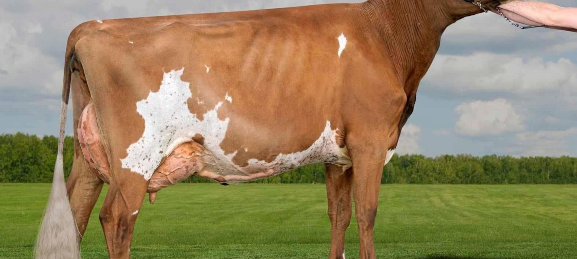 Omega Gen Hawaiian Froyo - Sired by Pam Ayrs Hawaiian