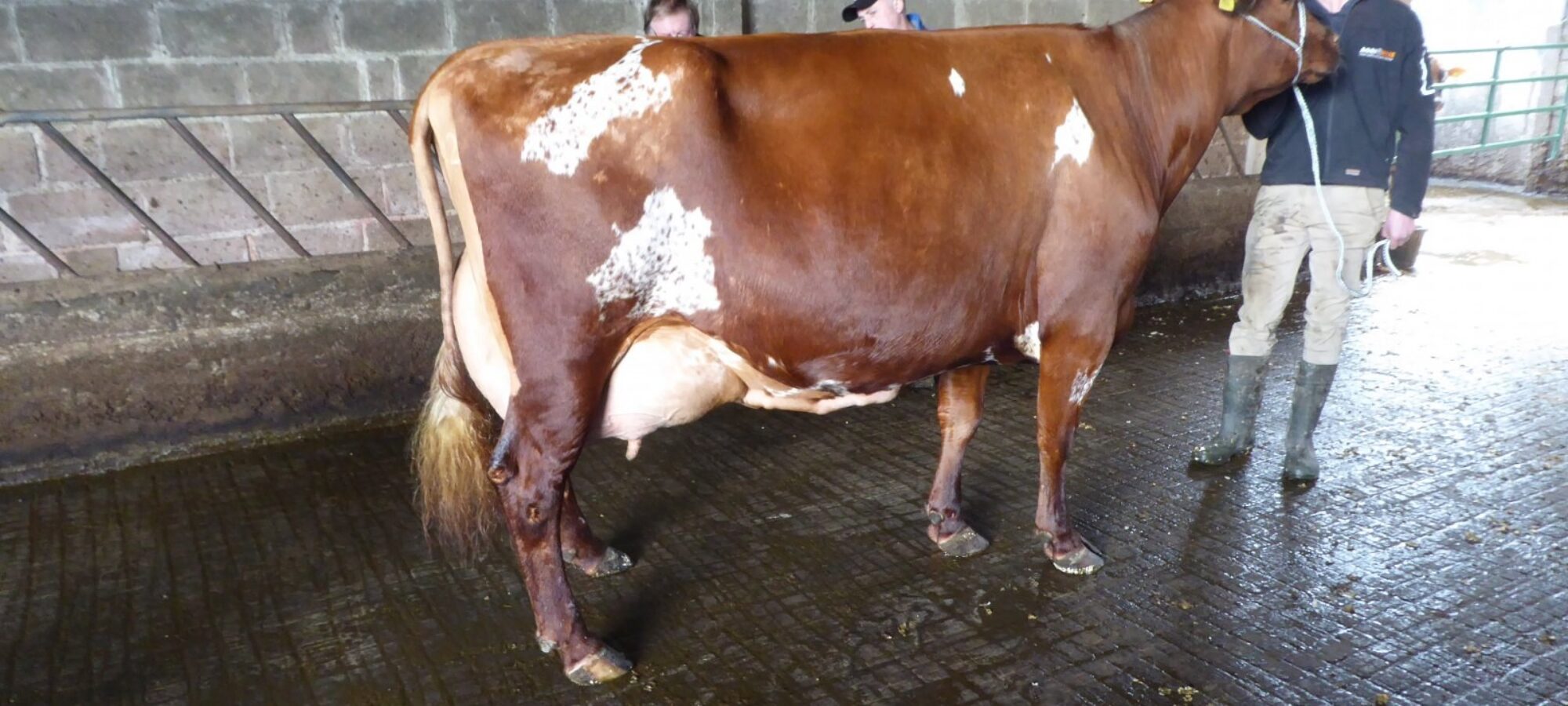 Gargus Jemima 3 EX97 6E