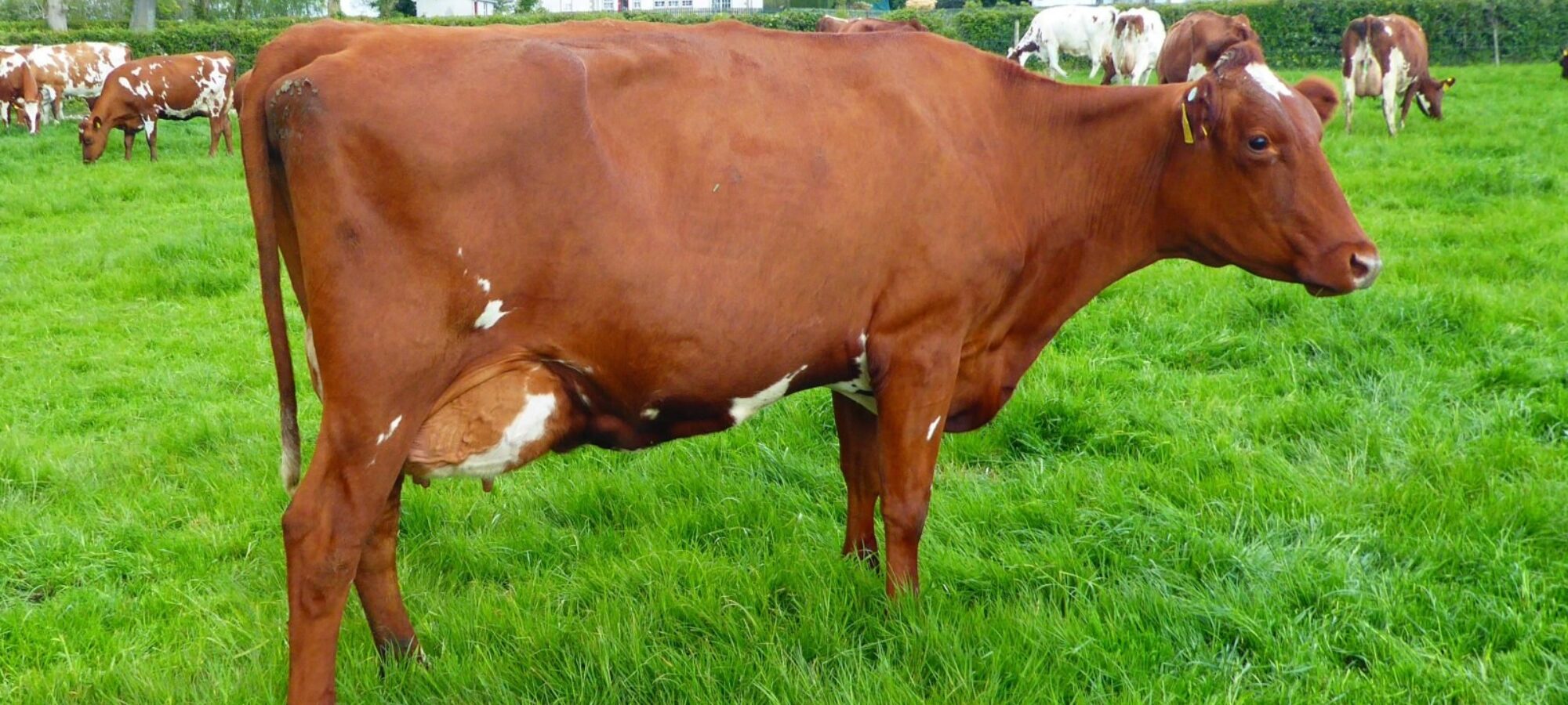 Cochranes Revolution Present 2 by Des Coteaux Revolution owned by John Suffern. A Breed heritage cow with a Genomic PLI of 355.
