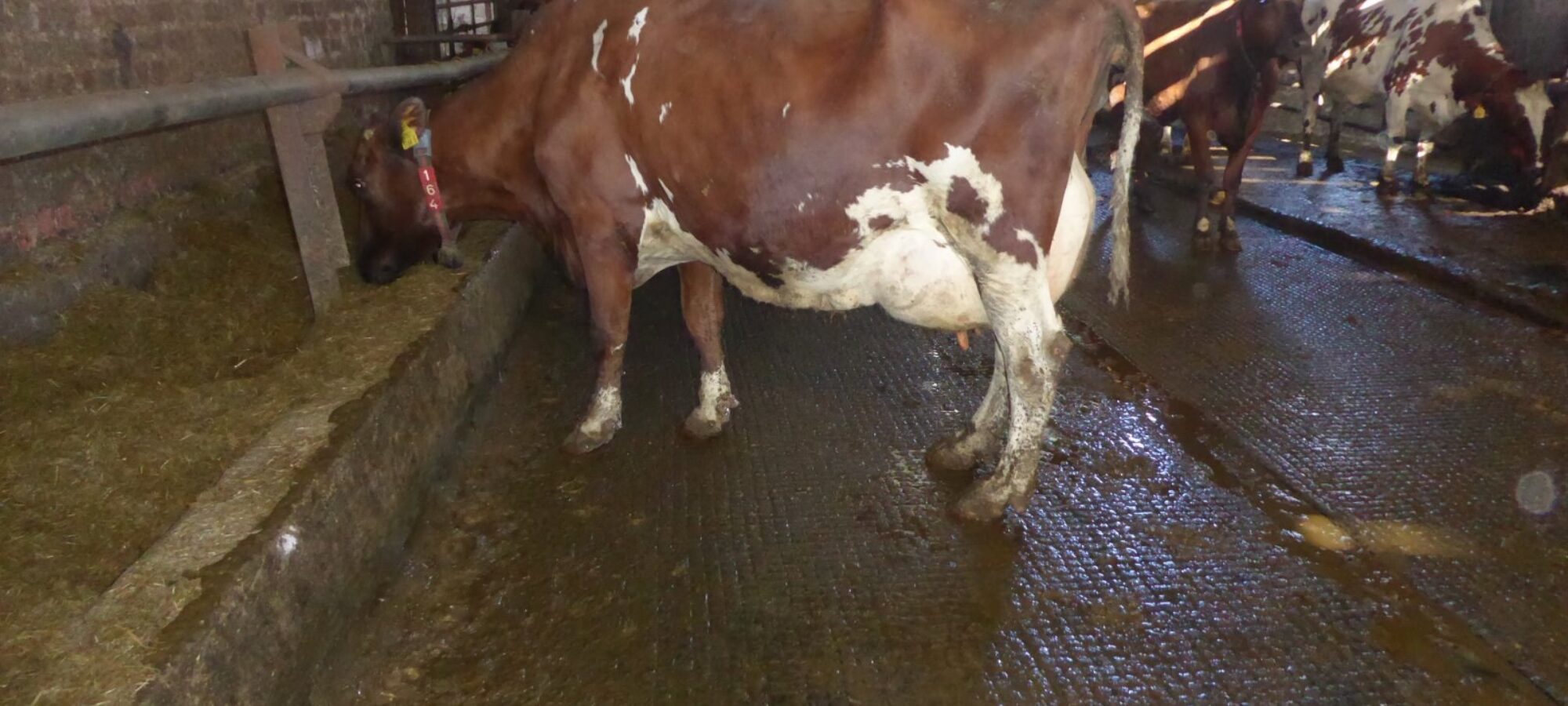Trewmount Snowgirl 11 EX93 by Ravenhill Top Man owned by Alfie & Richard Emerson