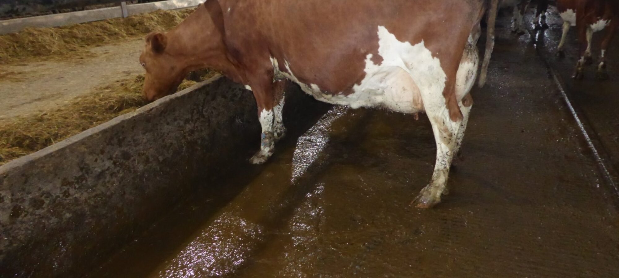 Beechmount Polly 2 By Legace Ristourn owned by the McConnell Family