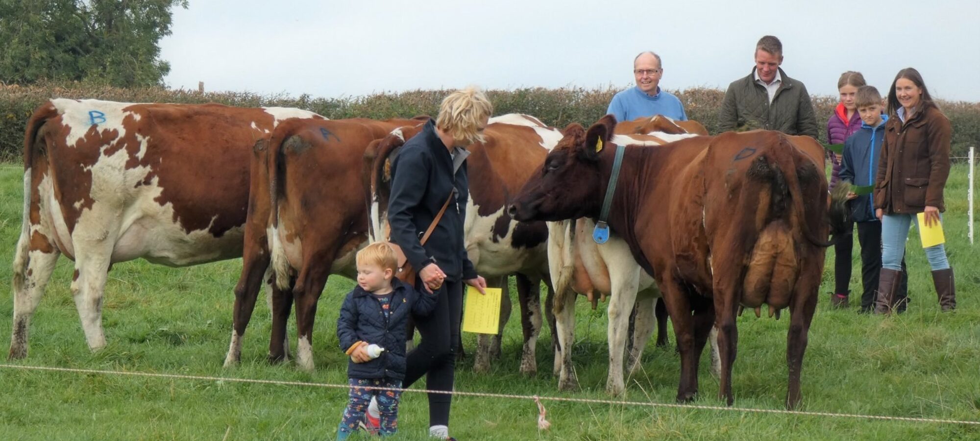 Outstanding group of heifers