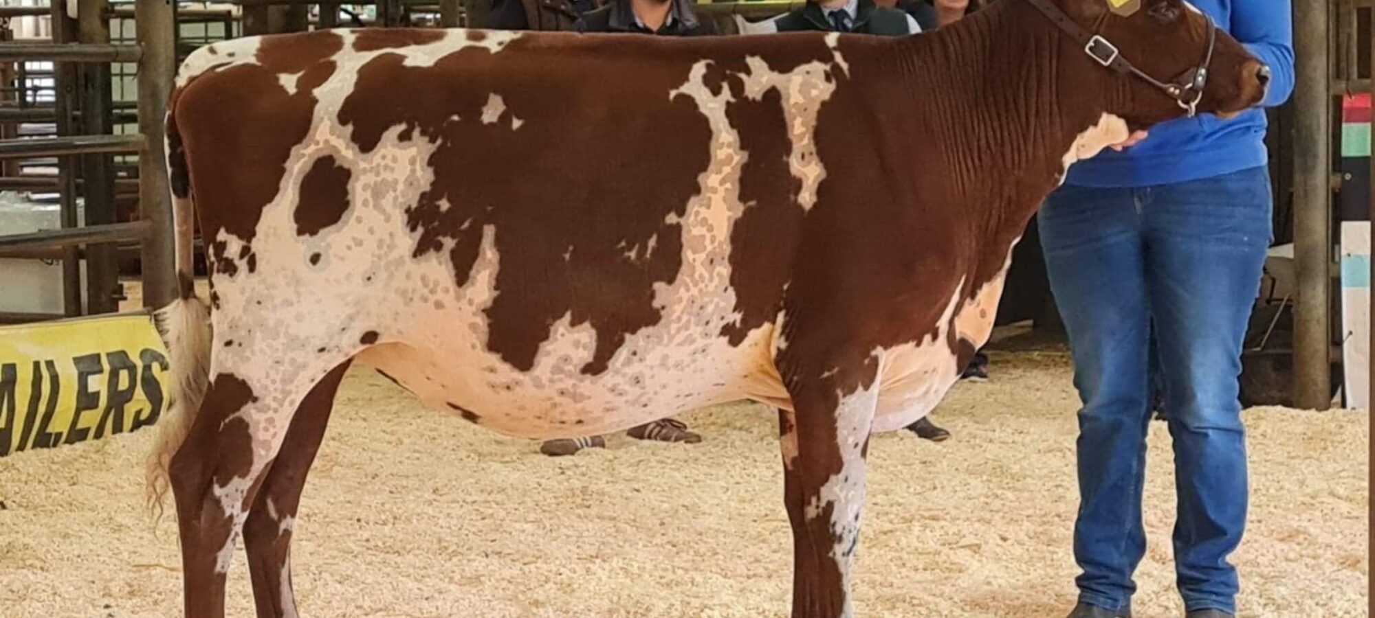 Champion - Paith Hawaiian Eclipse, sired by Pam Ayrs Hawaiian.