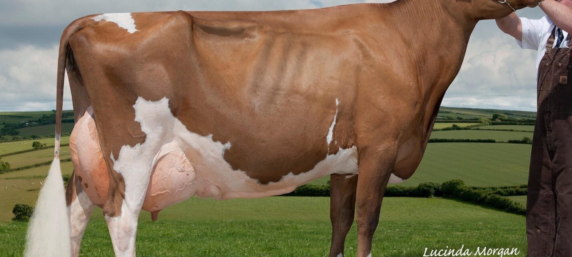 Dam of Willhome Perfek Rosie choice of Lot 8