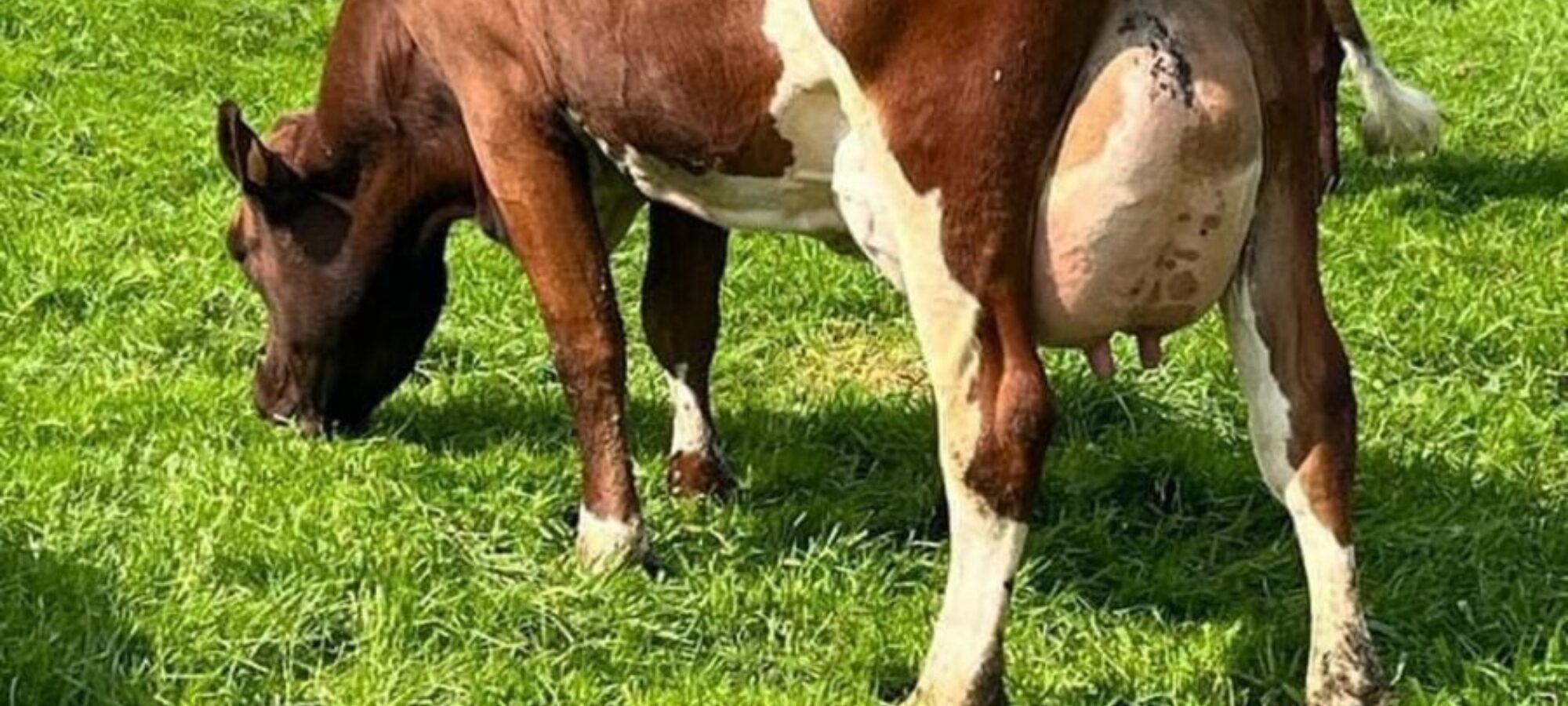 A daughter of Whitecroft Panell