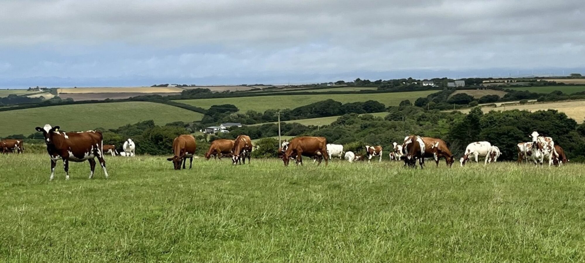 Perranround Ayrshires